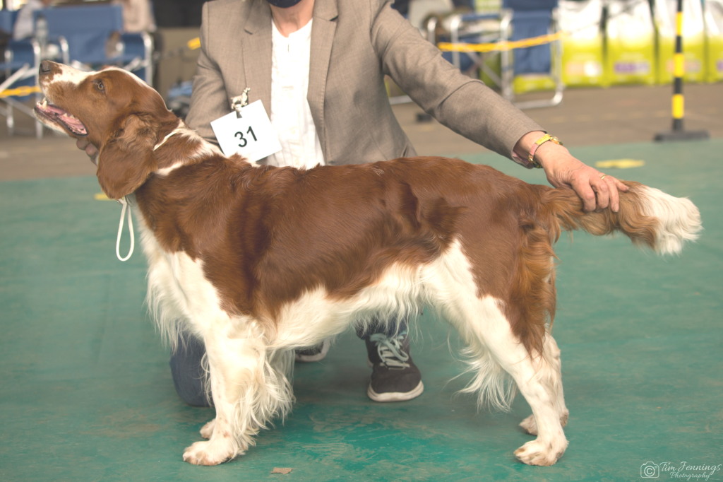 Good Citizens Dog Scheme Bitch